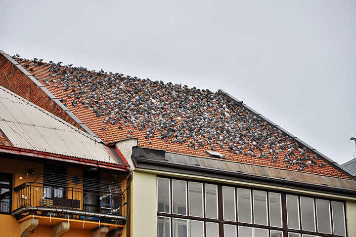 A2B Pest Control are able to install spikes to deter birds from roofs in Kensal Green. 