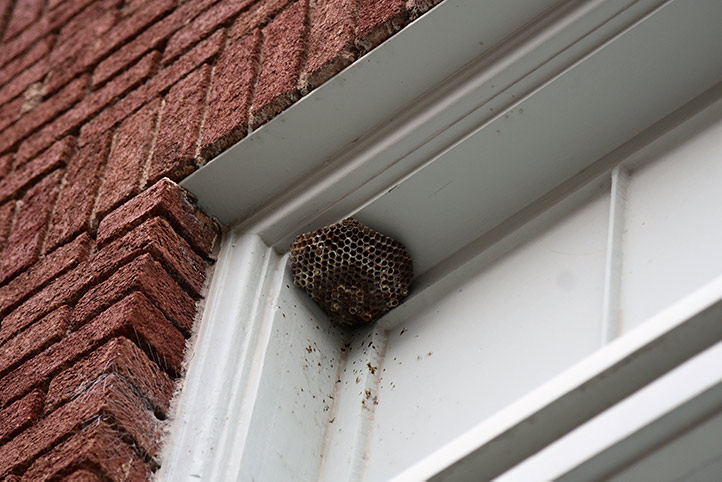 We provide a wasp nest removal service for domestic and commercial properties in Kensal Green.